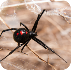 Black Widow Spider